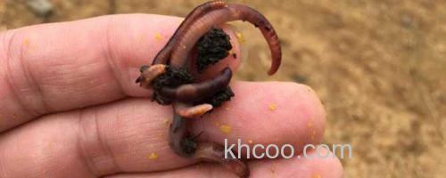蚯蚓钓鱼_0