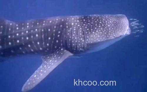 鲸鲨_0