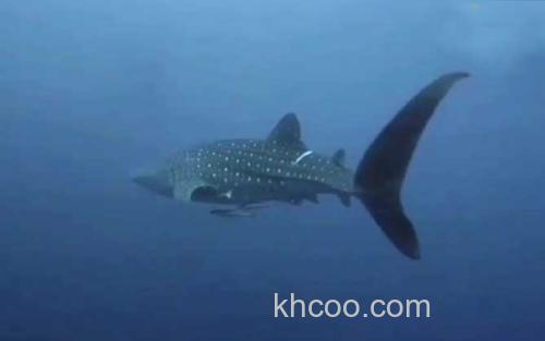 鲸鲨_3