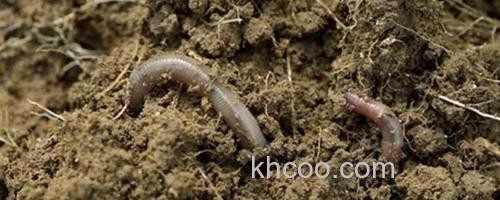 蚯蚓_0