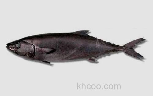 龙鳕鱼_0