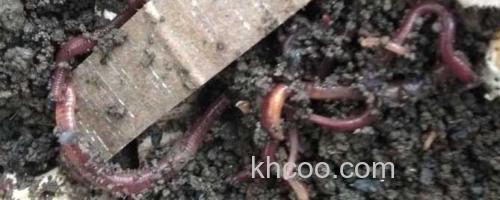 蚯蚓_0