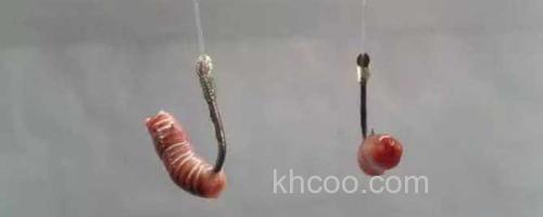 蚯蚓钓鱼_0