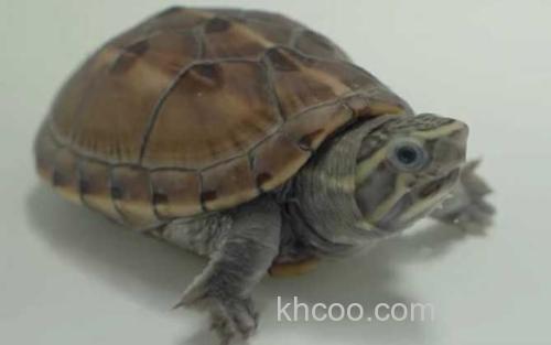 条纹动胸龟_0
