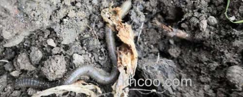 黑蚯蚓_0