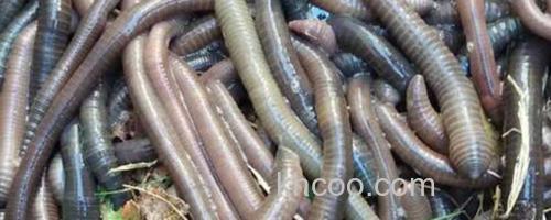 黑蚯蚓_0