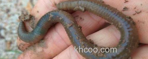 黑蚯蚓_0
