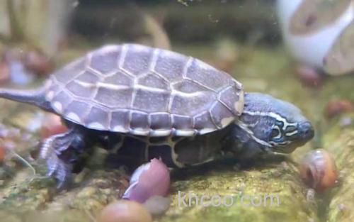 乌龟_2