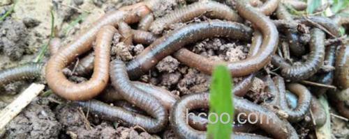 黑蚯蚓_0