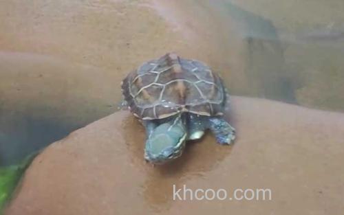 乌龟_1
