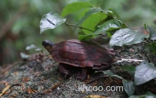 枫叶龟_1