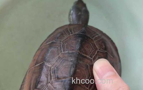 乌龟_2