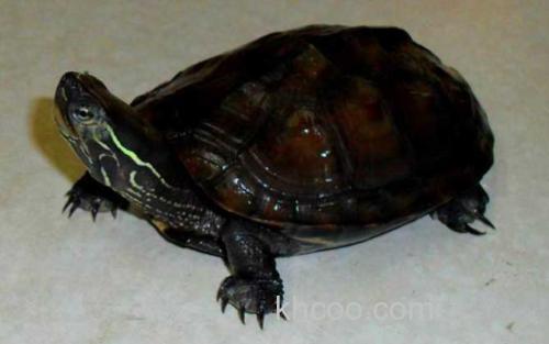 乌龟_0
