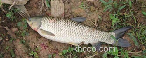 草鱼_0