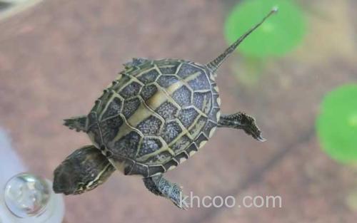乌龟_2