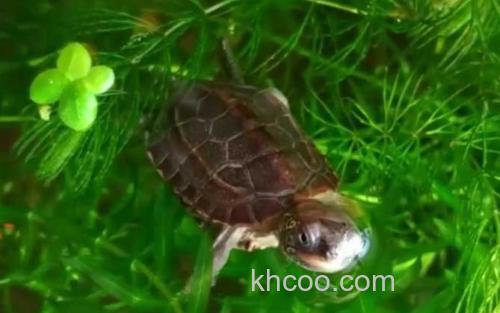 中华草龟_0