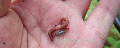 蚯蚓_0