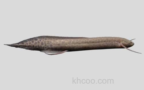 维多利亚肺鱼_0