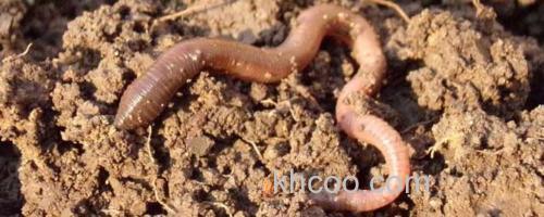 蚯蚓_0