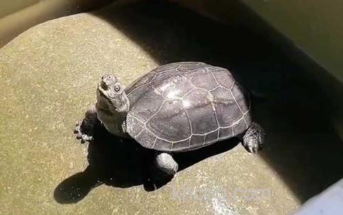 乌龟_0