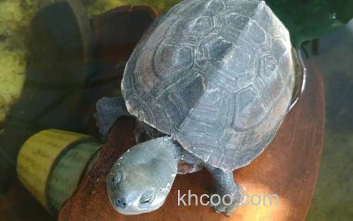 乌龟_2
