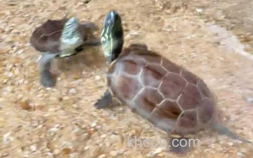 乌龟_0