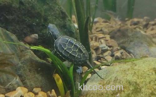 乌龟_1