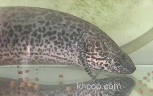 维多利亚肺鱼_2