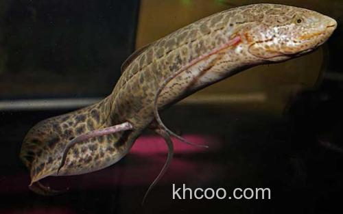 维多利亚肺鱼_1