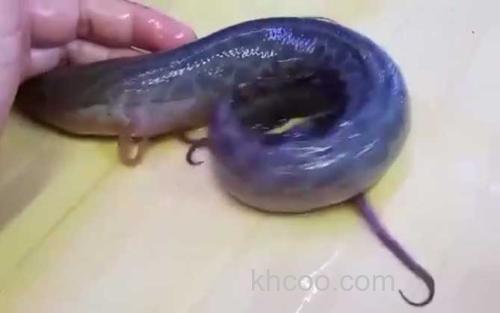 维多利亚肺鱼_3