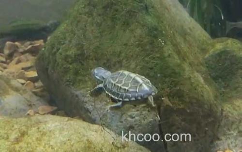 乌龟_3