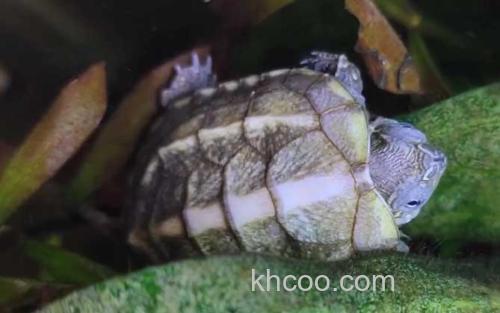 乌龟_2