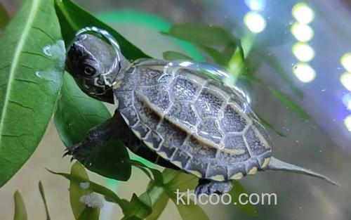 乌龟_0