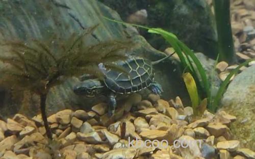 乌龟_1