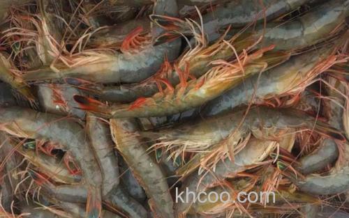 中国对虾_0