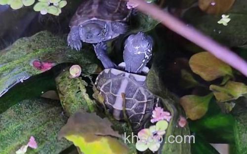乌龟_1