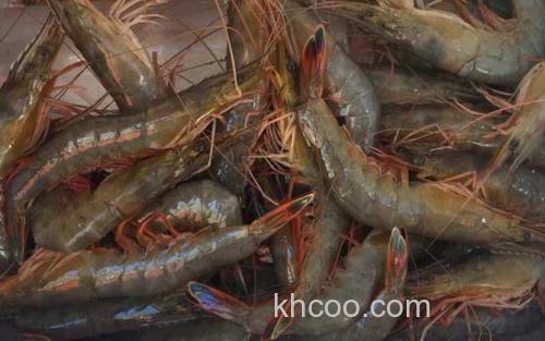 中国对虾_3