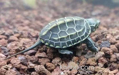 乌龟_1