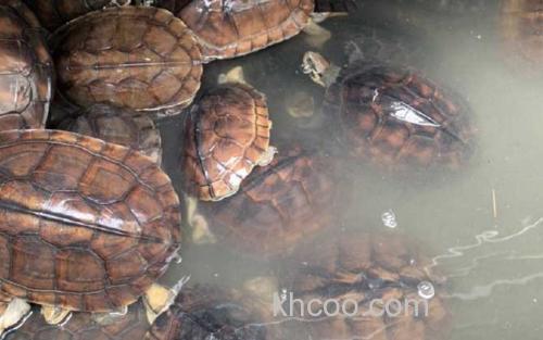 养乌龟_1