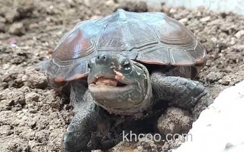 乌龟_2