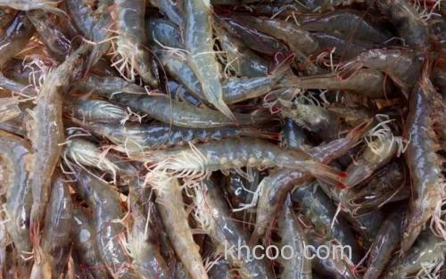 对虾_3