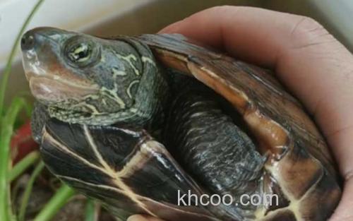 乌龟_1