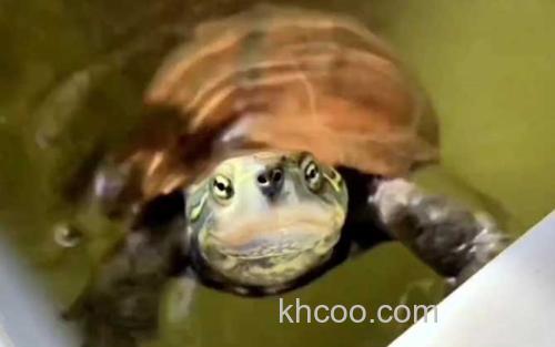 乌龟_2
