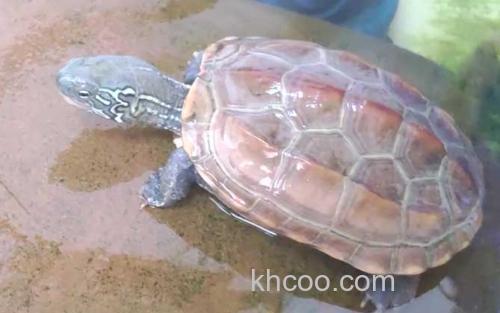 乌龟_0