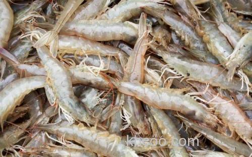 对虾_4