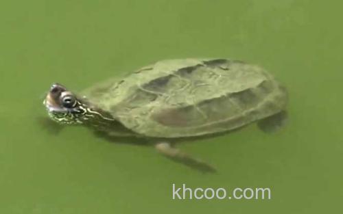 乌龟_1