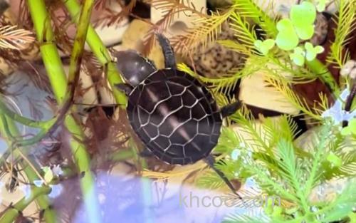 乌龟_1