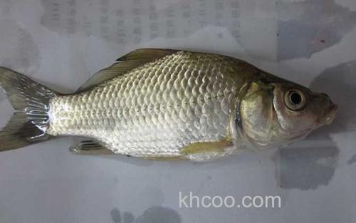 普通鲫鱼_1