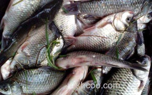 普通鲫鱼_3