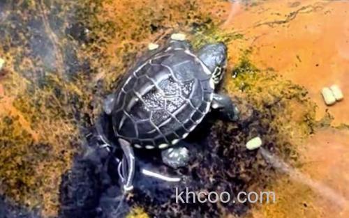 乌龟_2